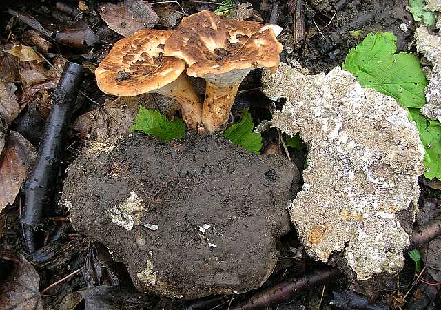 2005 :  Un anno di funghi